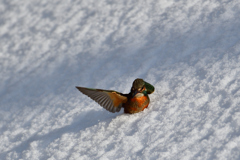 カワセミの雪浴び（９）