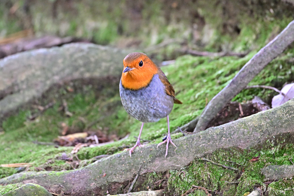 秋の渡りもラスト、また来年待ってます_05