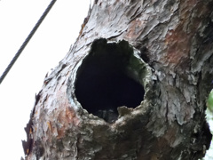 穴の中に見えているのは・・・