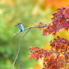 紅葉と翡翠