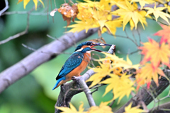 2025-2026翡翠散策_46