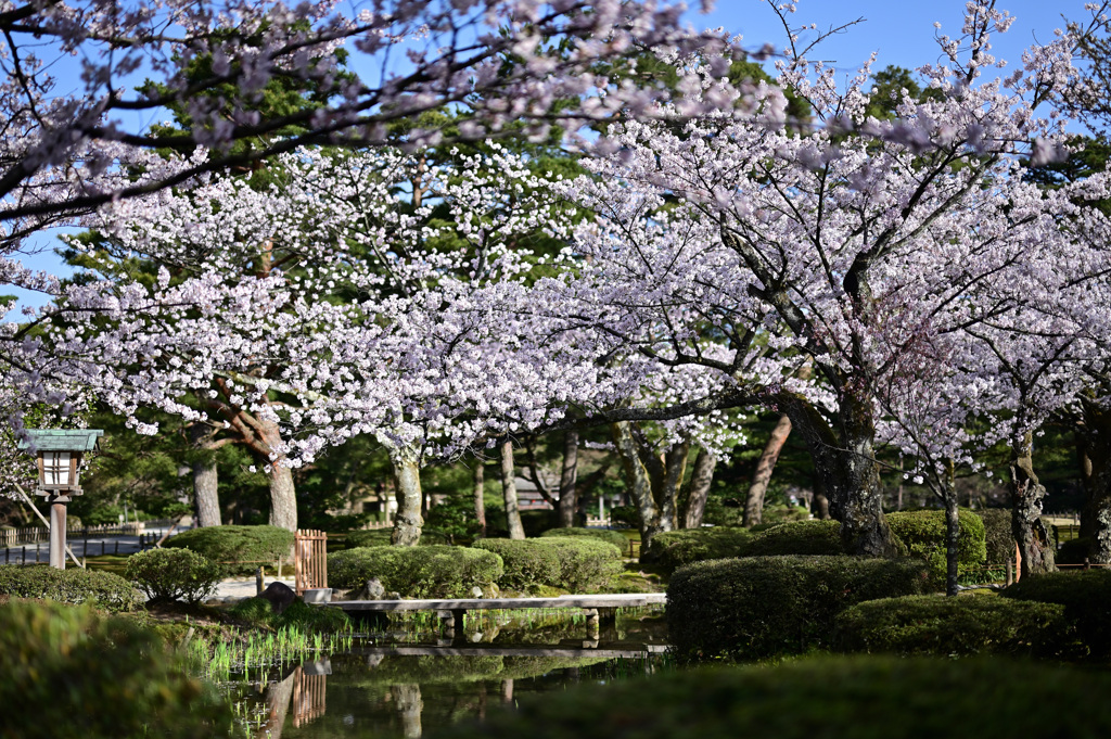 桜満開、古都金沢_01