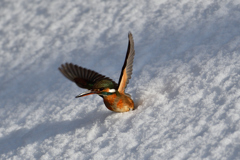 カワセミの雪浴び（１２）