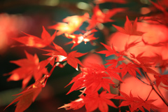 紅葉の舞踏会