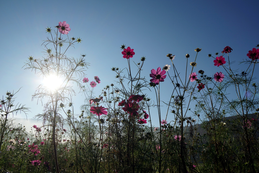 早朝の山中湖花の都公園