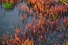 名取湖の光り輝くサンゴ草たち