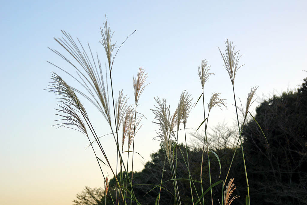 昭和記念公園の秋