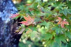 箱根美術館　紅葉模様