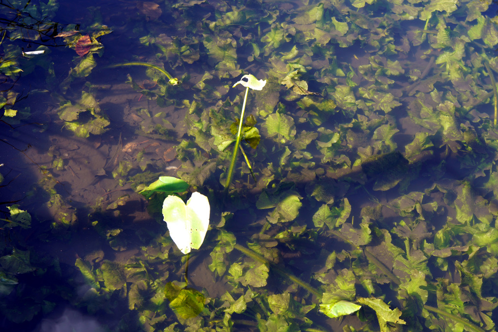 秋の箱根湿生花園　Vol.1
