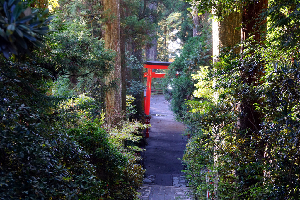 朝日に輝く　箱根神社の鳥居と御神木