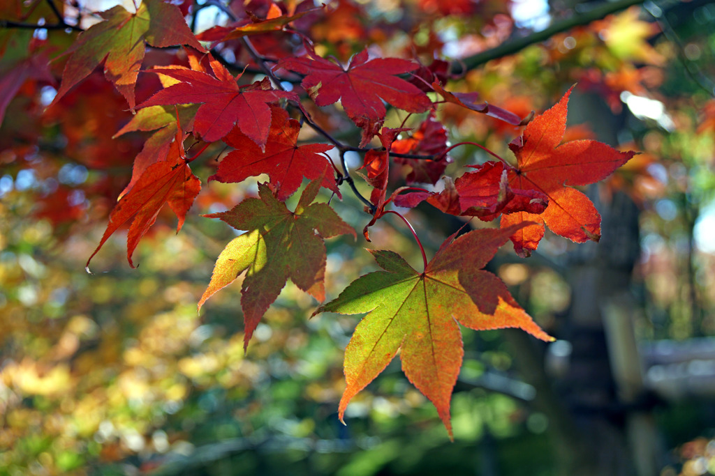 箱根美術館　紅葉模様