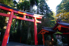 朝日に輝く　箱根神社の鳥居