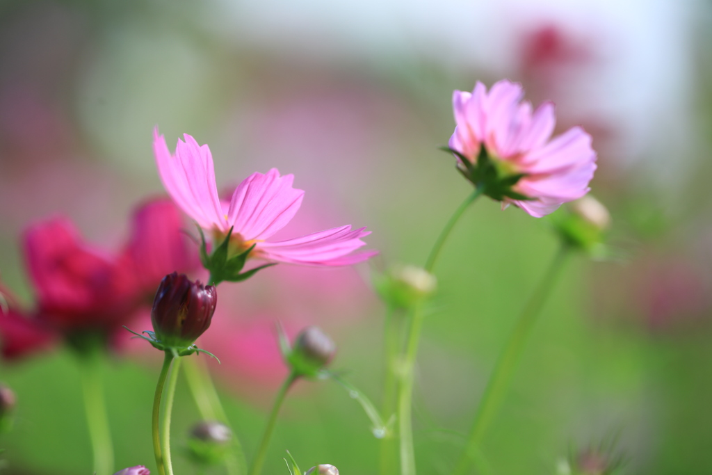 秋桜 その4