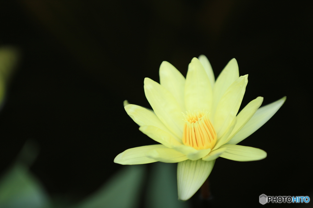 waterlily