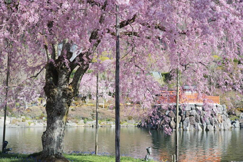 水辺の桜