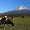 朝霧高原