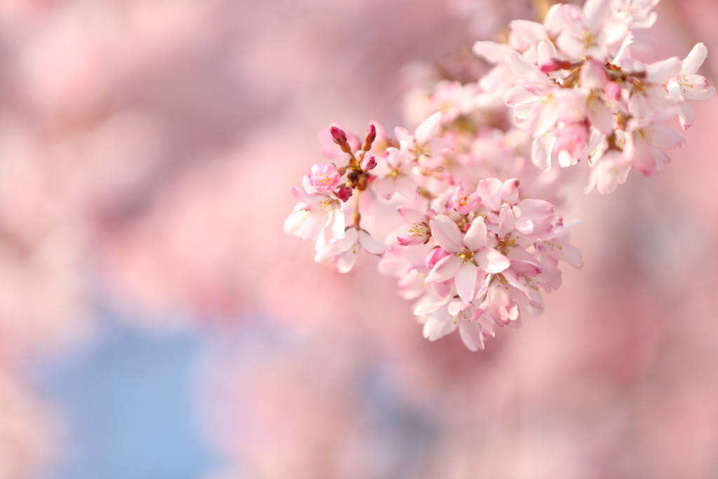 cherry blossom star