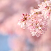cherry blossom star