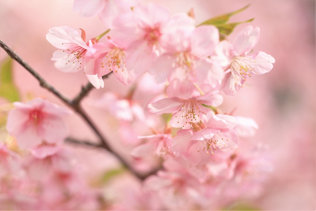 河津桜