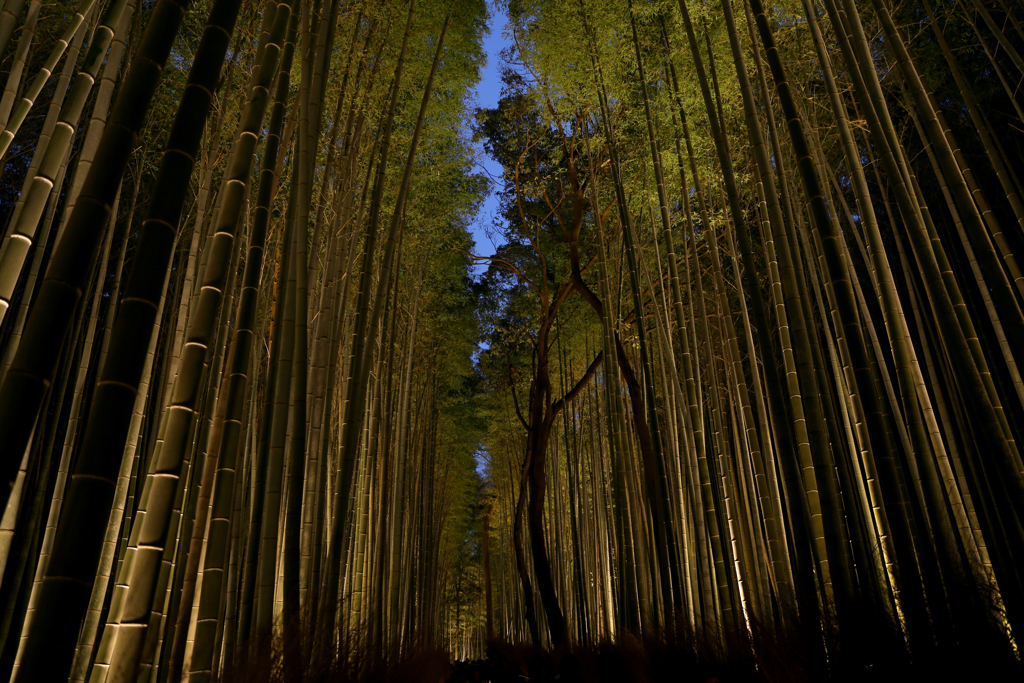 竹林の小径