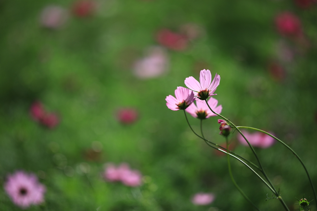 秋桜 その2