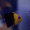 アイシャドウ