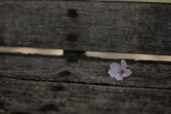 ベンチに花ひとつ