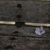 ベンチに花ひとつ