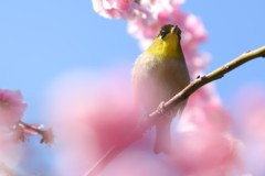 春風とともに