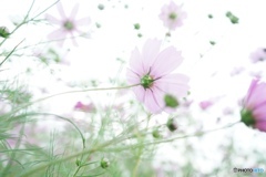 3D250F94-AEDB-42FD-A583-59F26DEDB367