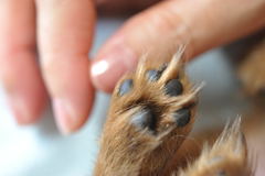 子犬時代の肉球