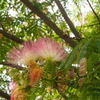 時期（とき）遅し 合歓の花たち あとわずか