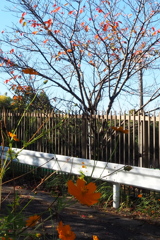 校庭の 二重ガードの 秋景色