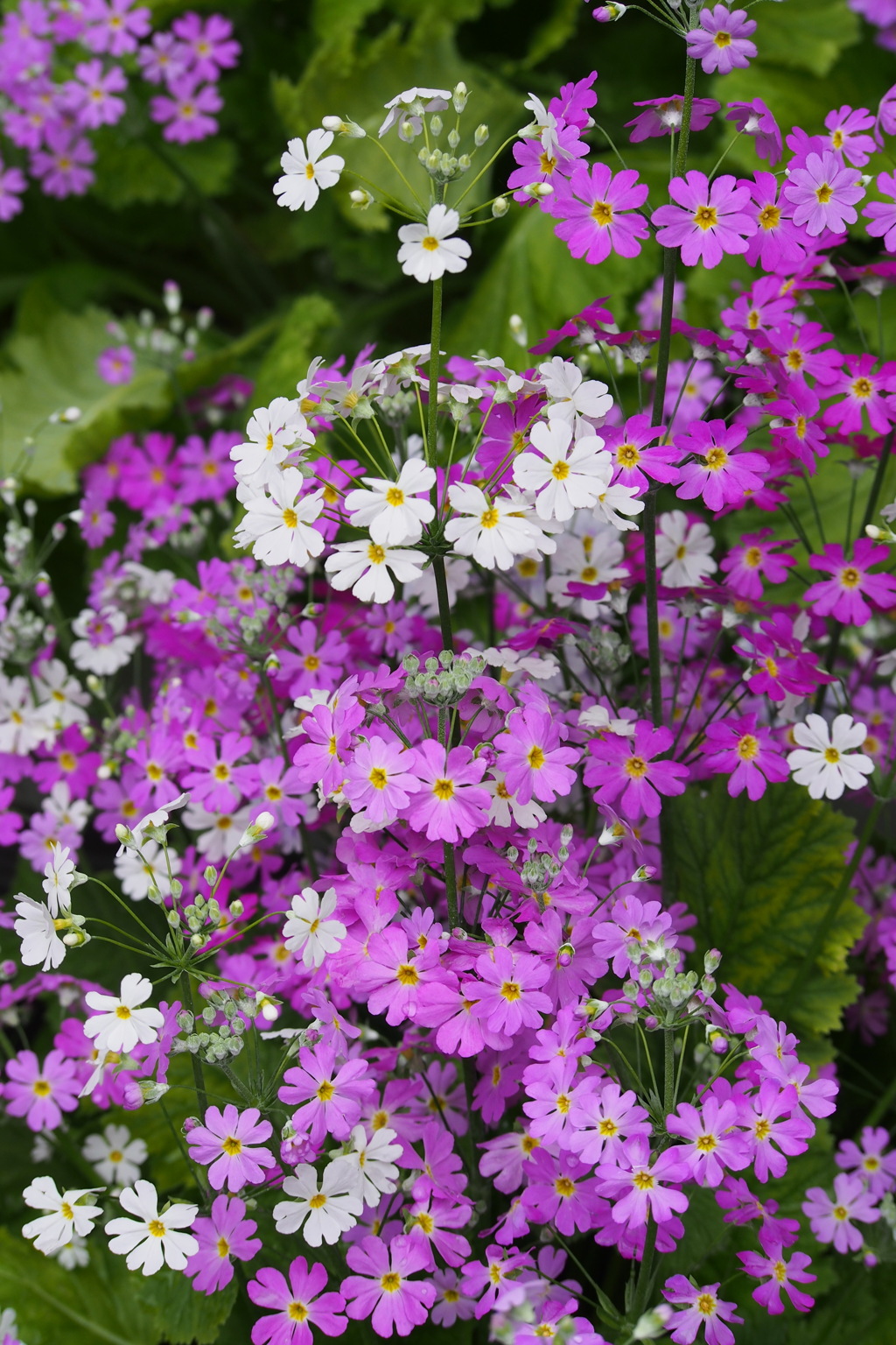 花の輪や くるくるくると 桜草