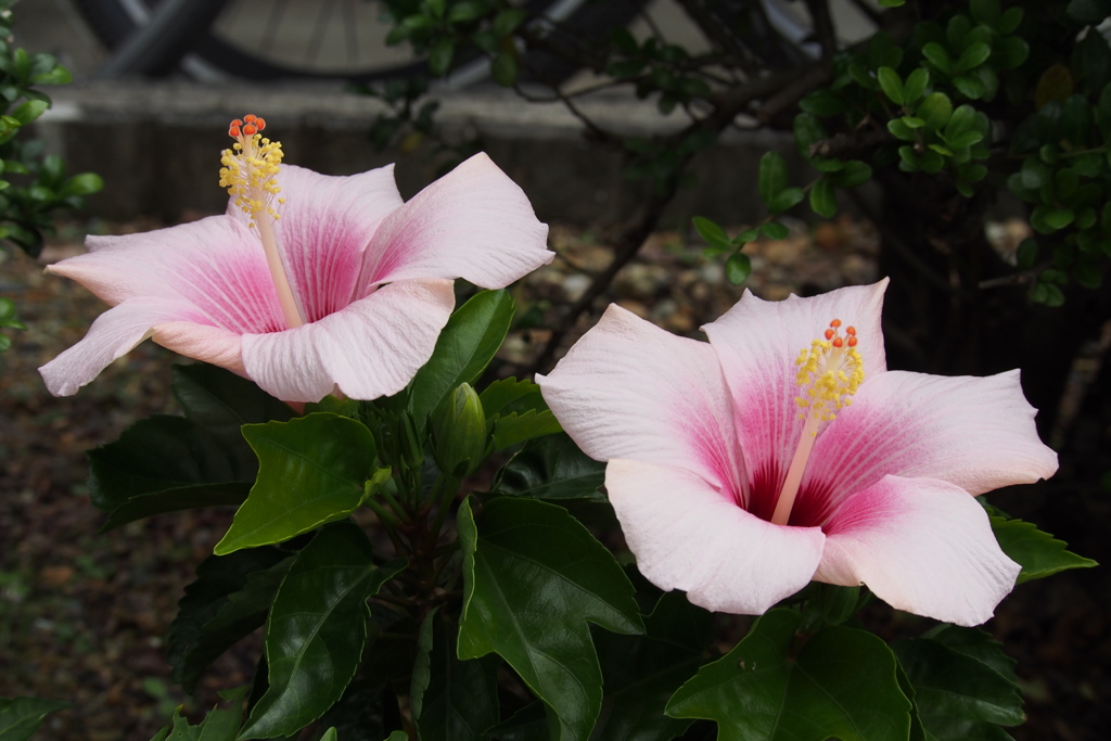 道端の 植え込み二輪 笑み姿