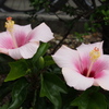 道端の 植え込み二輪 笑み姿