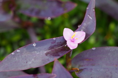 露含み ムラサキゴテン 花愛し