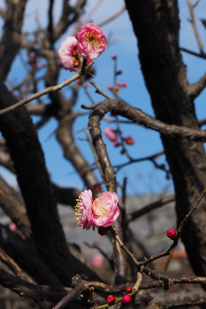 梅の花 枝の曲がりに アクセント