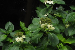 紫陽花は 姿残すや お山道