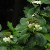 紫陽花は 姿残すや お山道