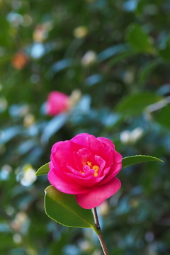 山茶花や 秋の陽射しに 微笑んで