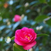 山茶花や 秋の陽射しに 微笑んで