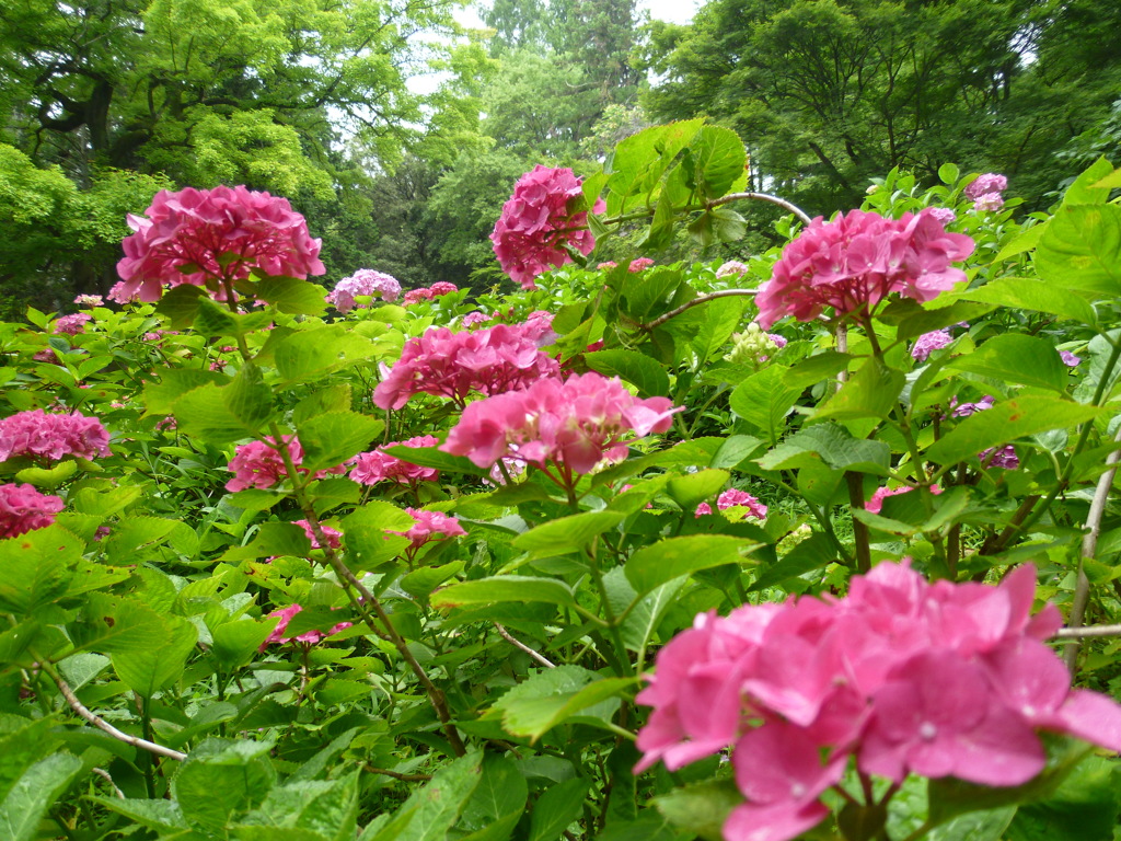 紫陽花や一雨毎に厚化粧