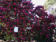 圧巻や 山茶花大木 花満開