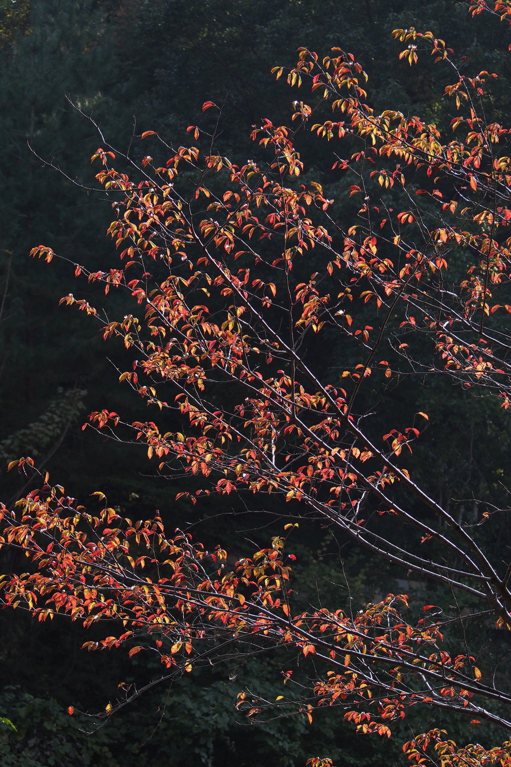 陽を受けて サクラの紅葉 鮮やかし