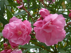 夾竹桃 八重の花びら 麗しく