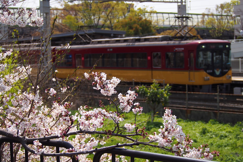 春の日や サクラと電車 撮りたくて