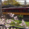 春の日や サクラと電車 撮りたくて