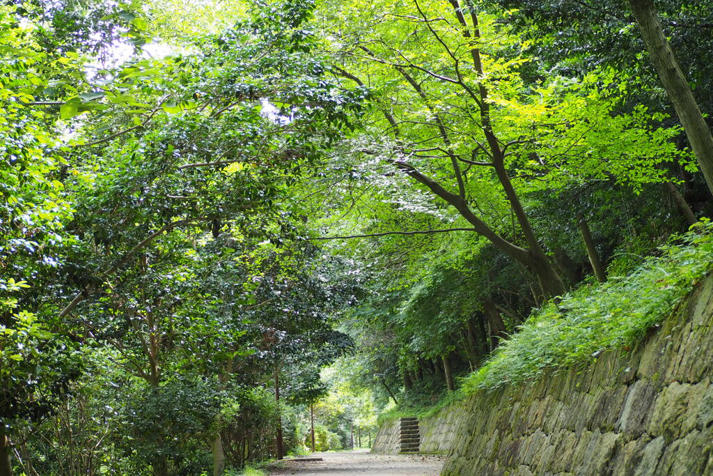 ウォーク道 今を盛りと 蝉時雨