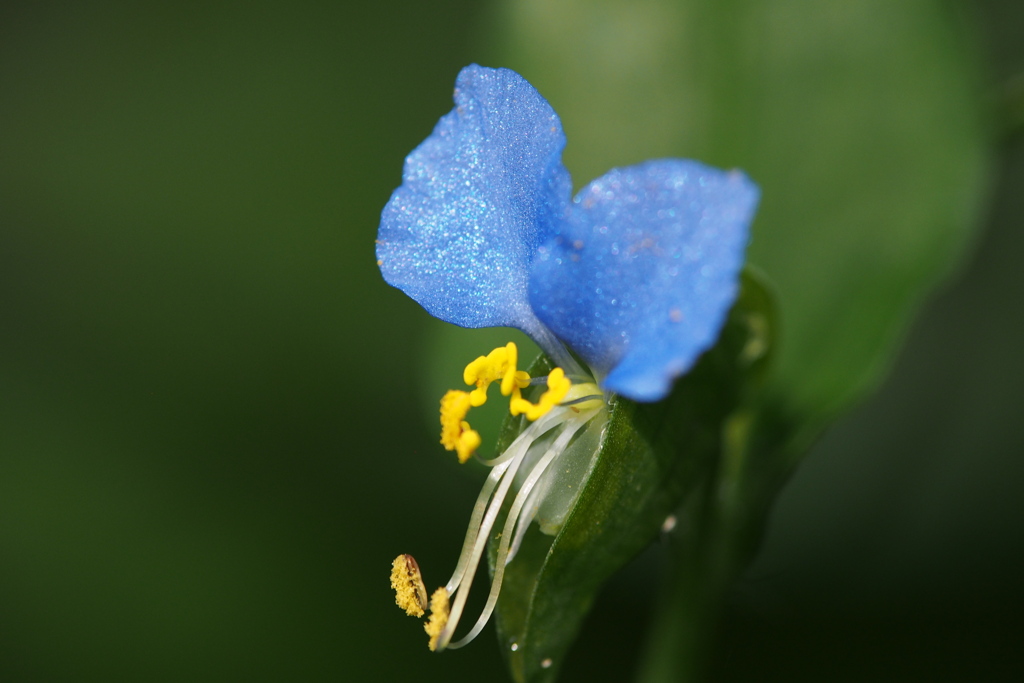 露草や ラメ入り花びら 麗しき